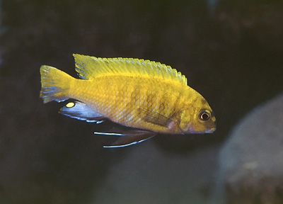 Tropheops sp. 'red fin' Lumbaulo